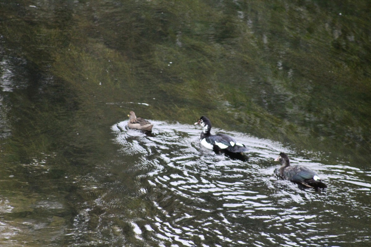 Muscovy Duck (Domestic type) - Carlos Silva