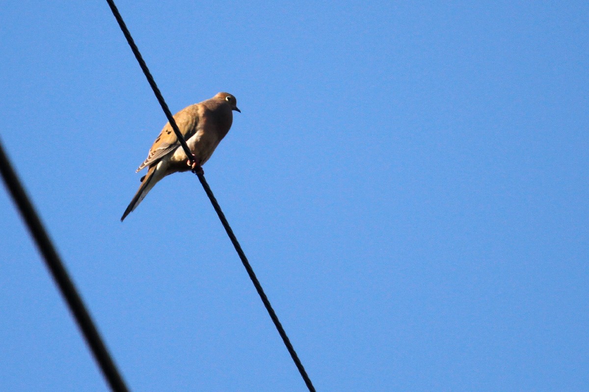 Mourning Dove - ML433167401