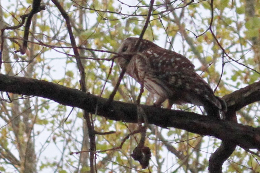 Barred Owl - ML433167431