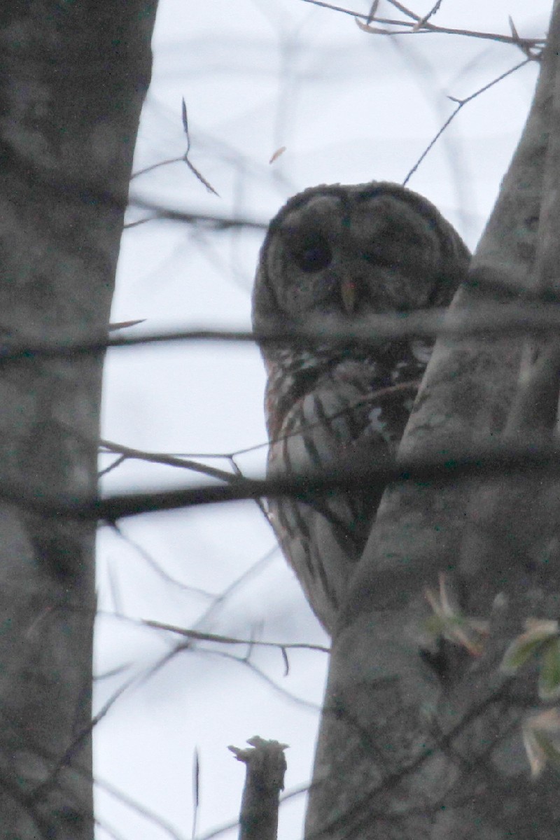 Barred Owl - ML433167441