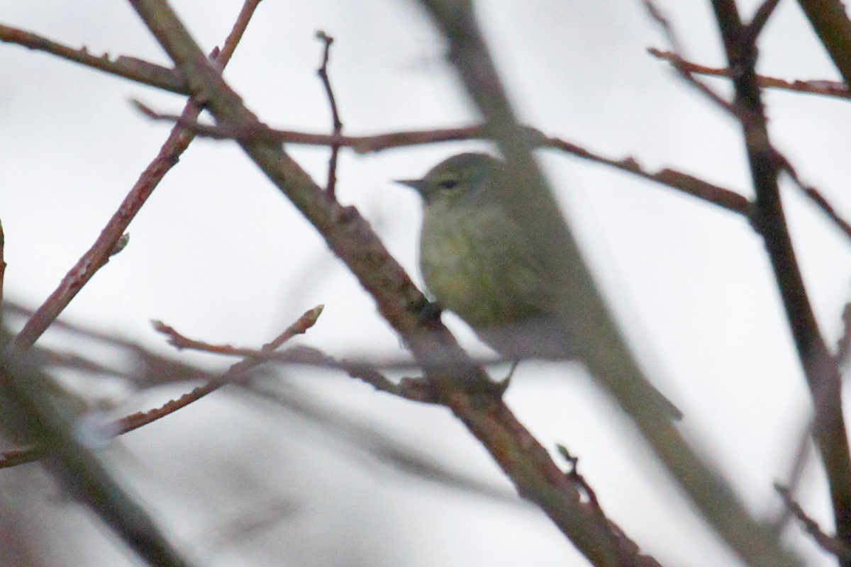 Orange-crowned Warbler - ML433167561