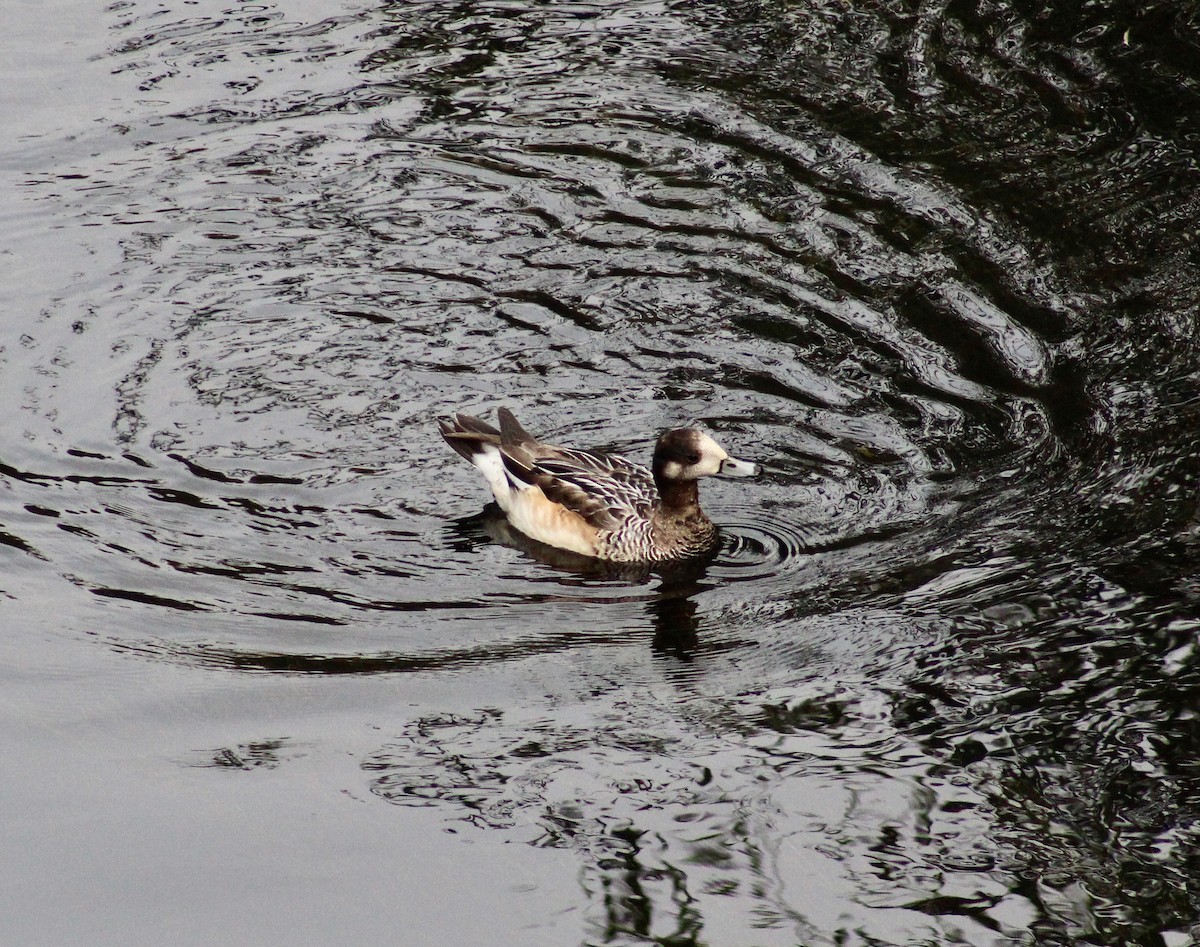 Chiloe Wigeon - Carlos Silva