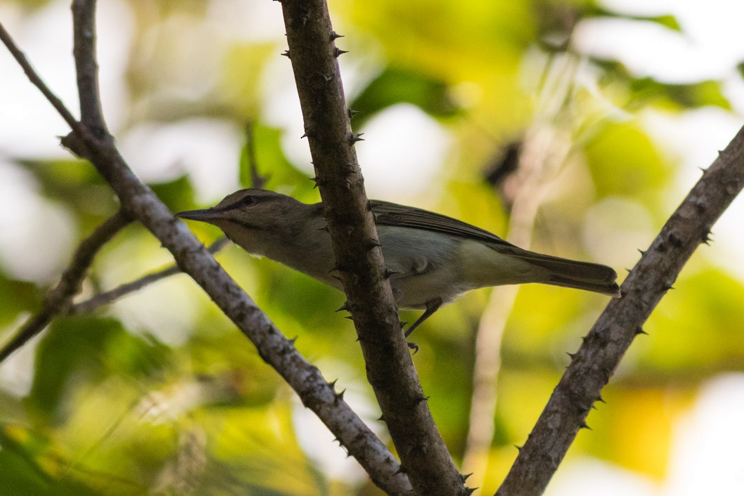 Black-whiskered Vireo - ML433168671