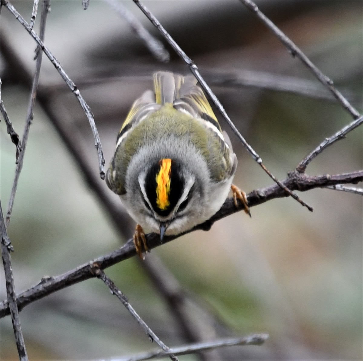 Golden-crowned Kinglet - ML433170261