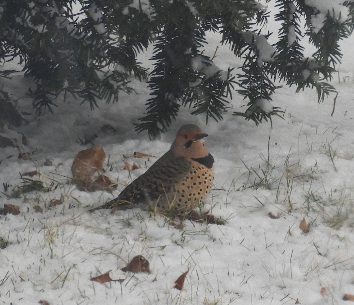 Northern Flicker - ML433171141