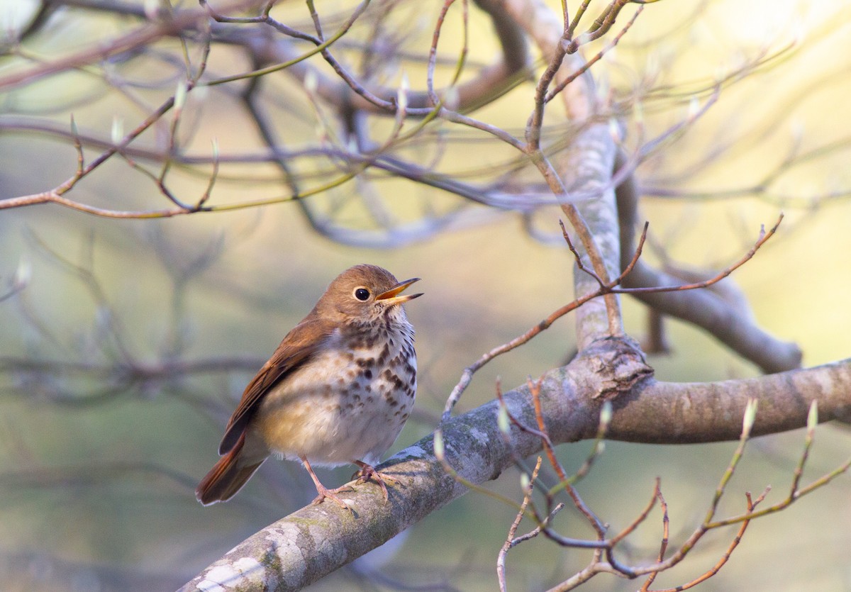 Hermit Thrush (faxoni/crymophilus) - ML433171301