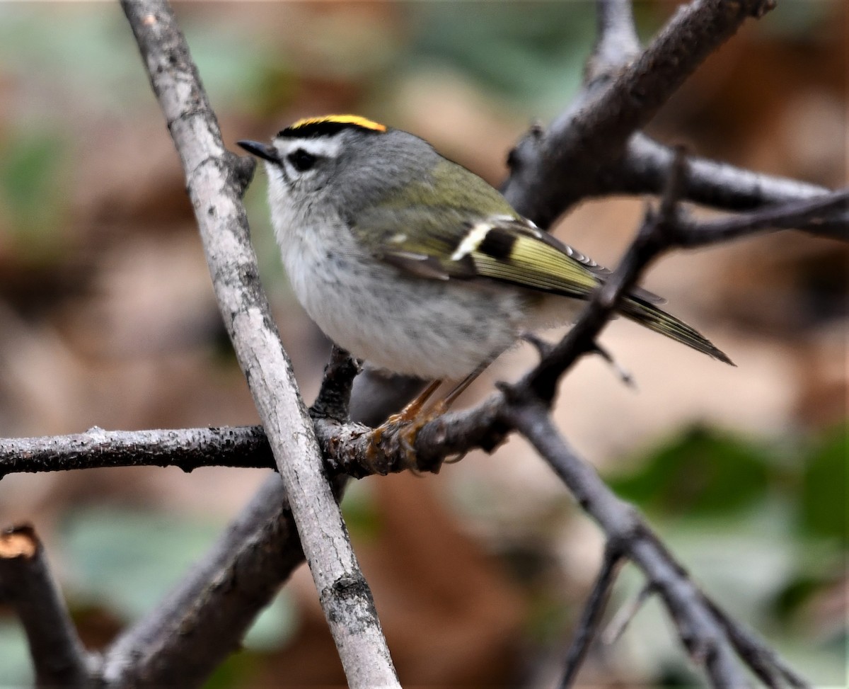 Golden-crowned Kinglet - ML433171371