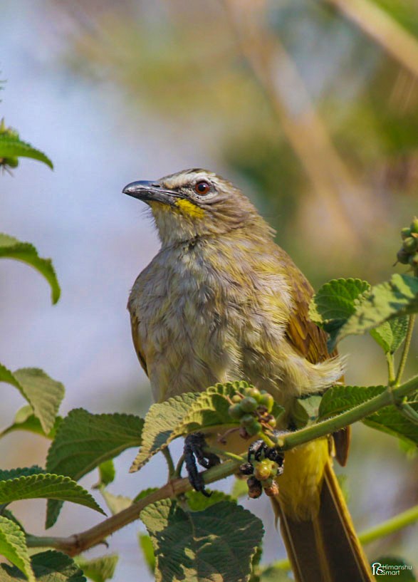 White-browed Bulbul - ML433171571