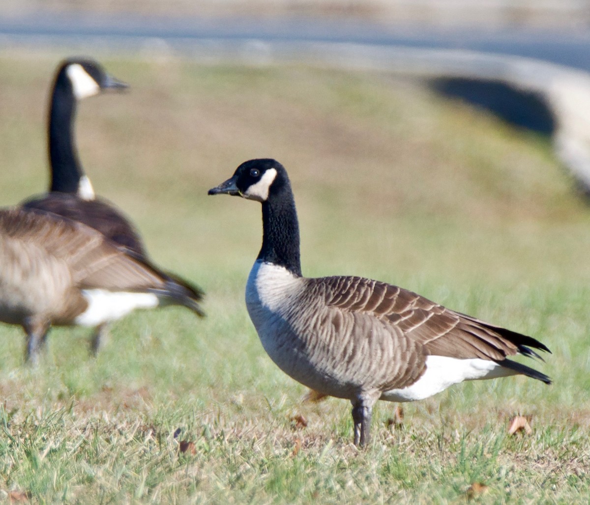 Cackling Goose - Marcia Balestri