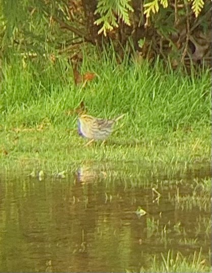 Savannah Sparrow - ML433175731