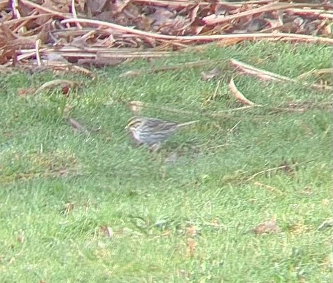 Savannah Sparrow - ML433175741