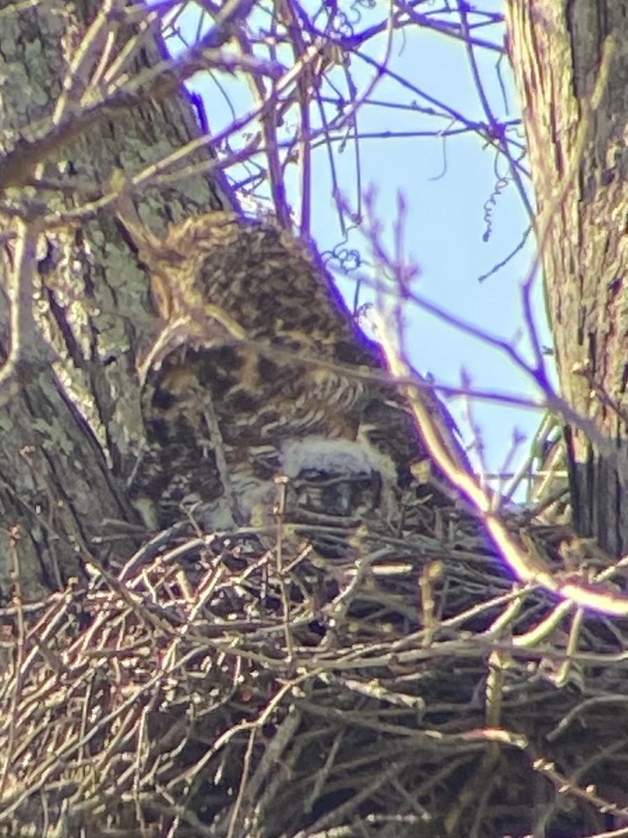 Great Horned Owl - ML433176891