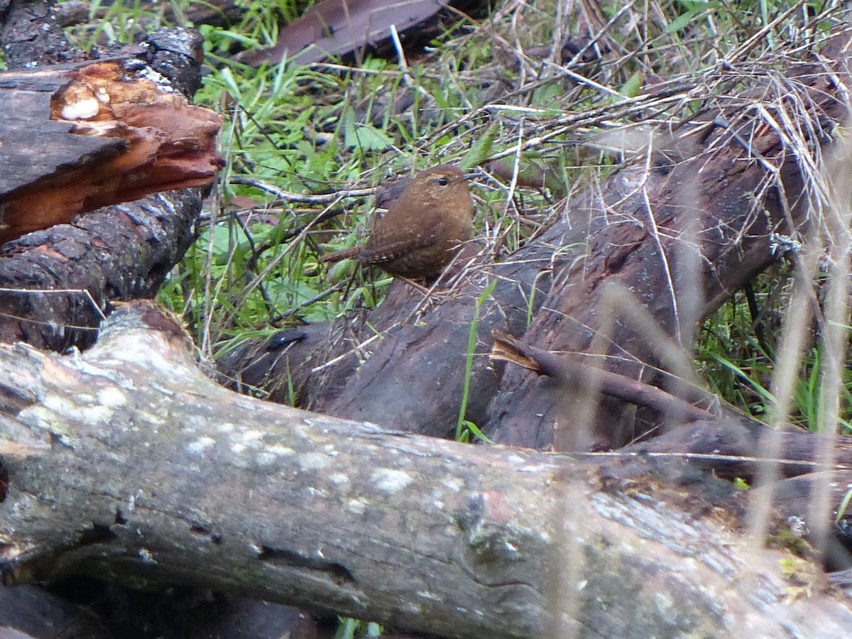 Pacific Wren - ML43317861