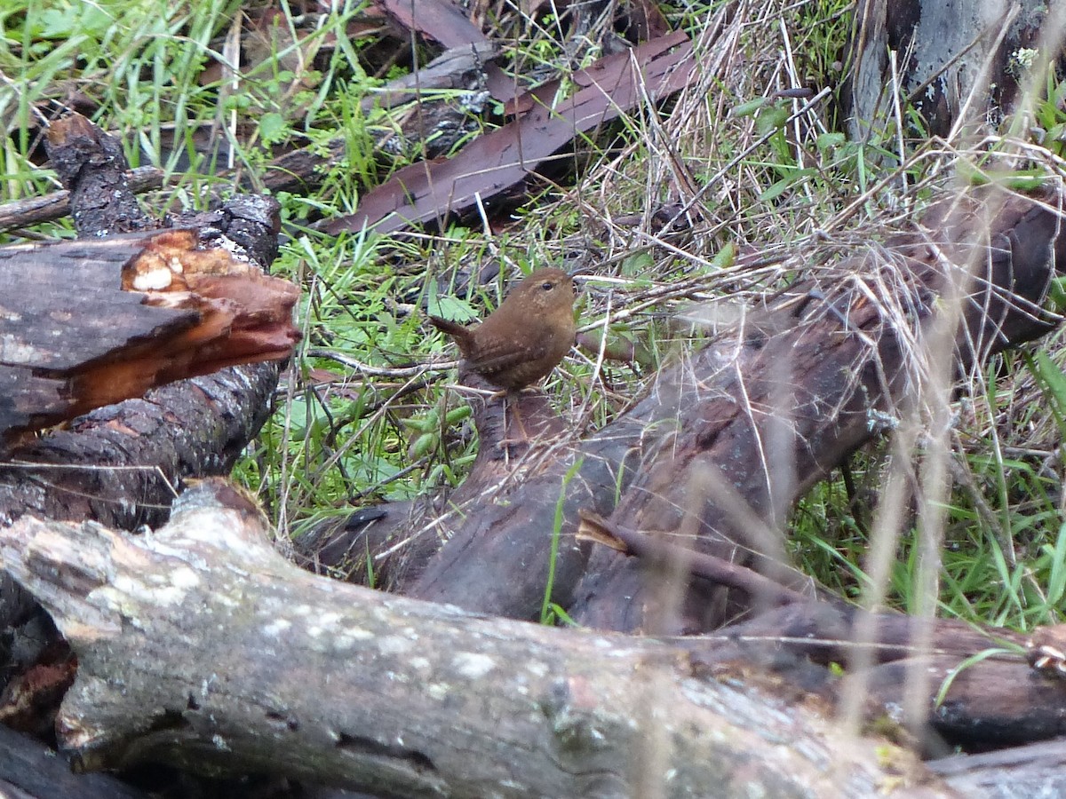 Pacific Wren - ML43317881