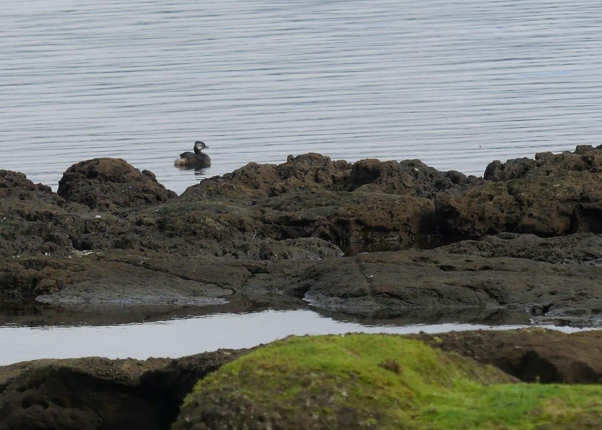 White-tufted Grebe - ML433178841