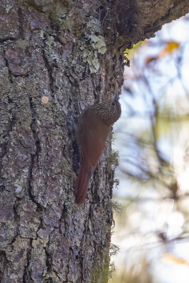 Spot-crowned Woodcreeper (Northern) - Graham Gerdeman