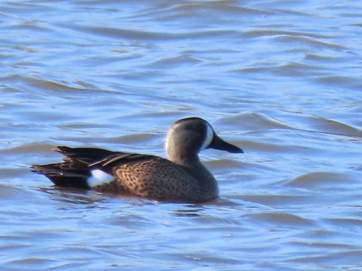 Blauflügelente - ML433182331