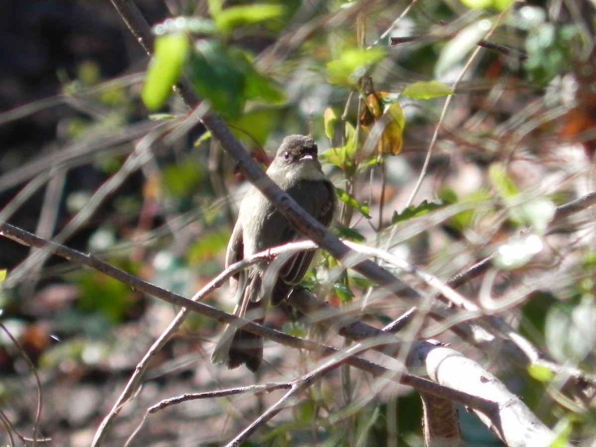 Eastern Phoebe - ML433182361