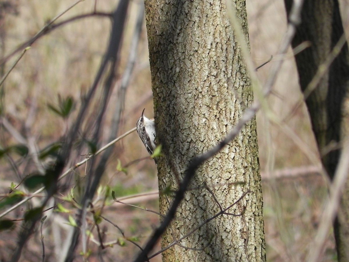 Brown Creeper - ML433182451