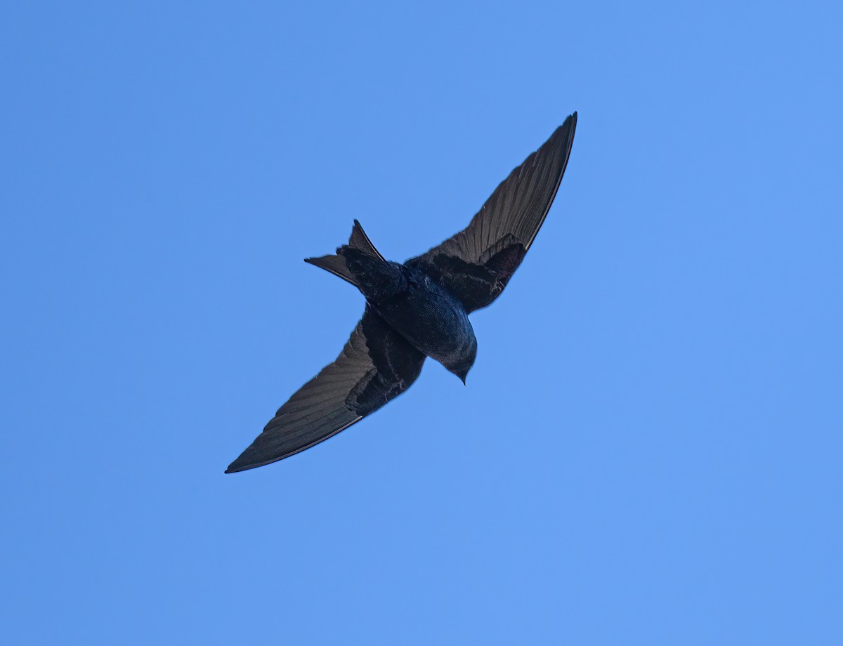 Purple Martin - ML433183741