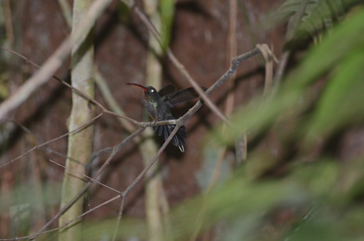 kolibřík šedobřichý - ML43318441