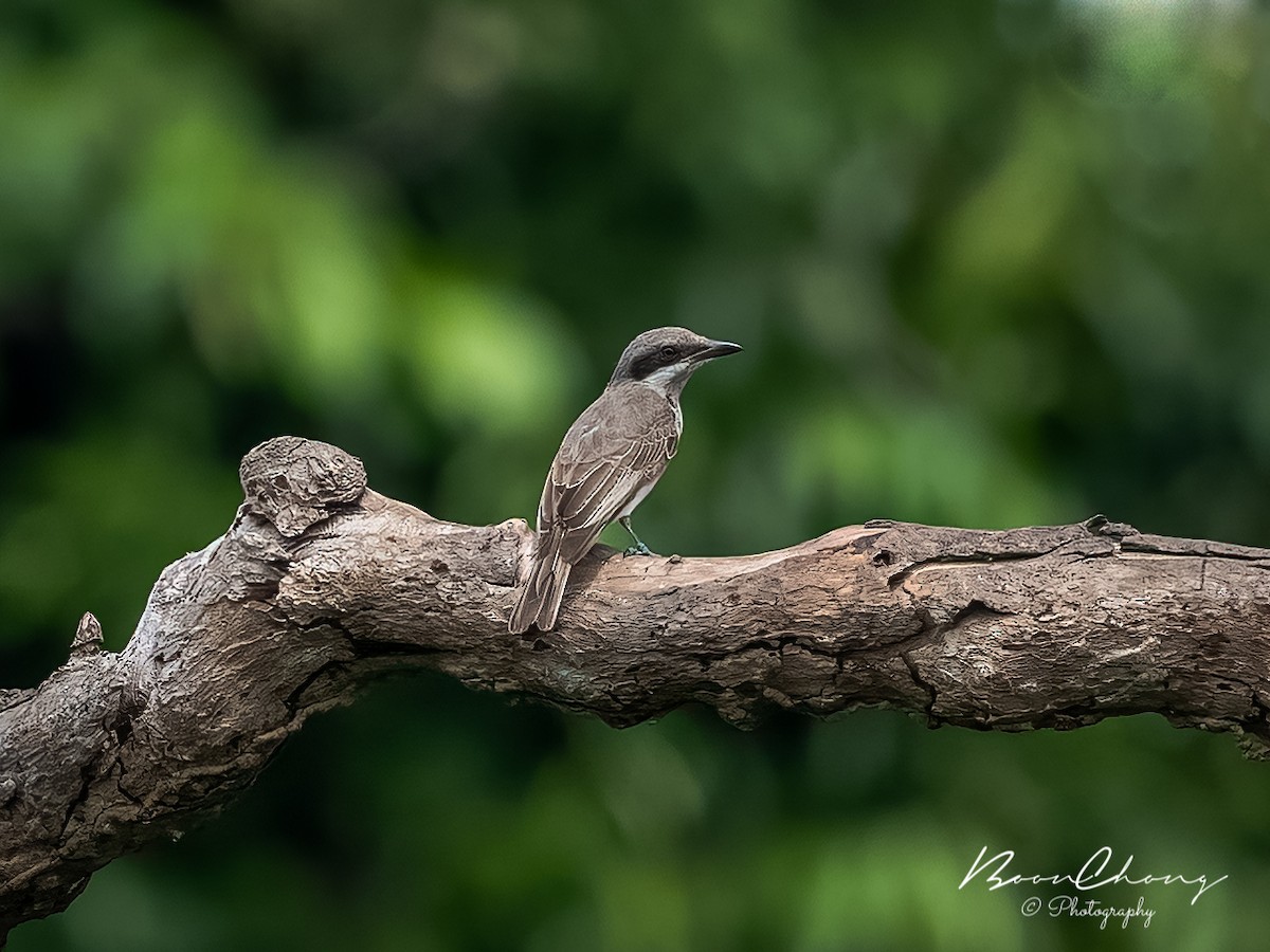 Large Woodshrike - ML433185071