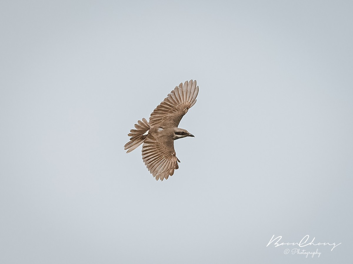 Large Woodshrike - ML433185081