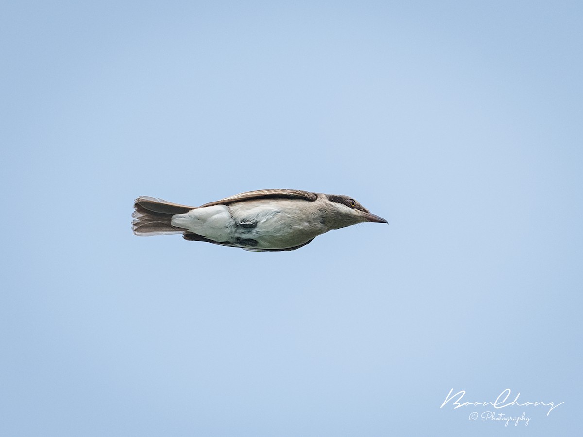 Large Woodshrike - ML433185091