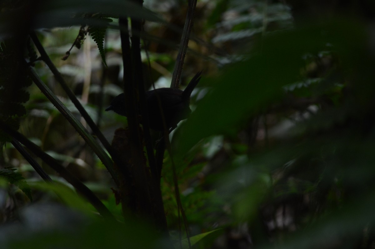 Choco Tapaculo - Joshua Vandermeulen