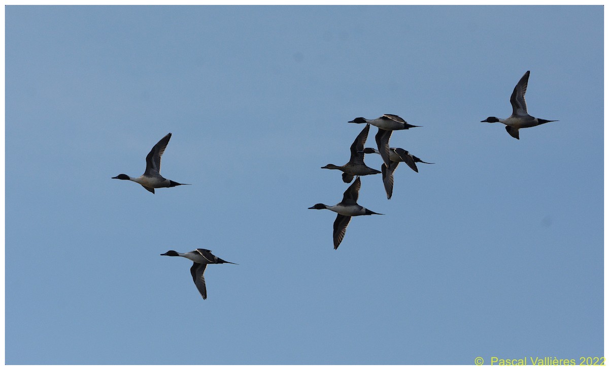 Northern Pintail - ML433185931