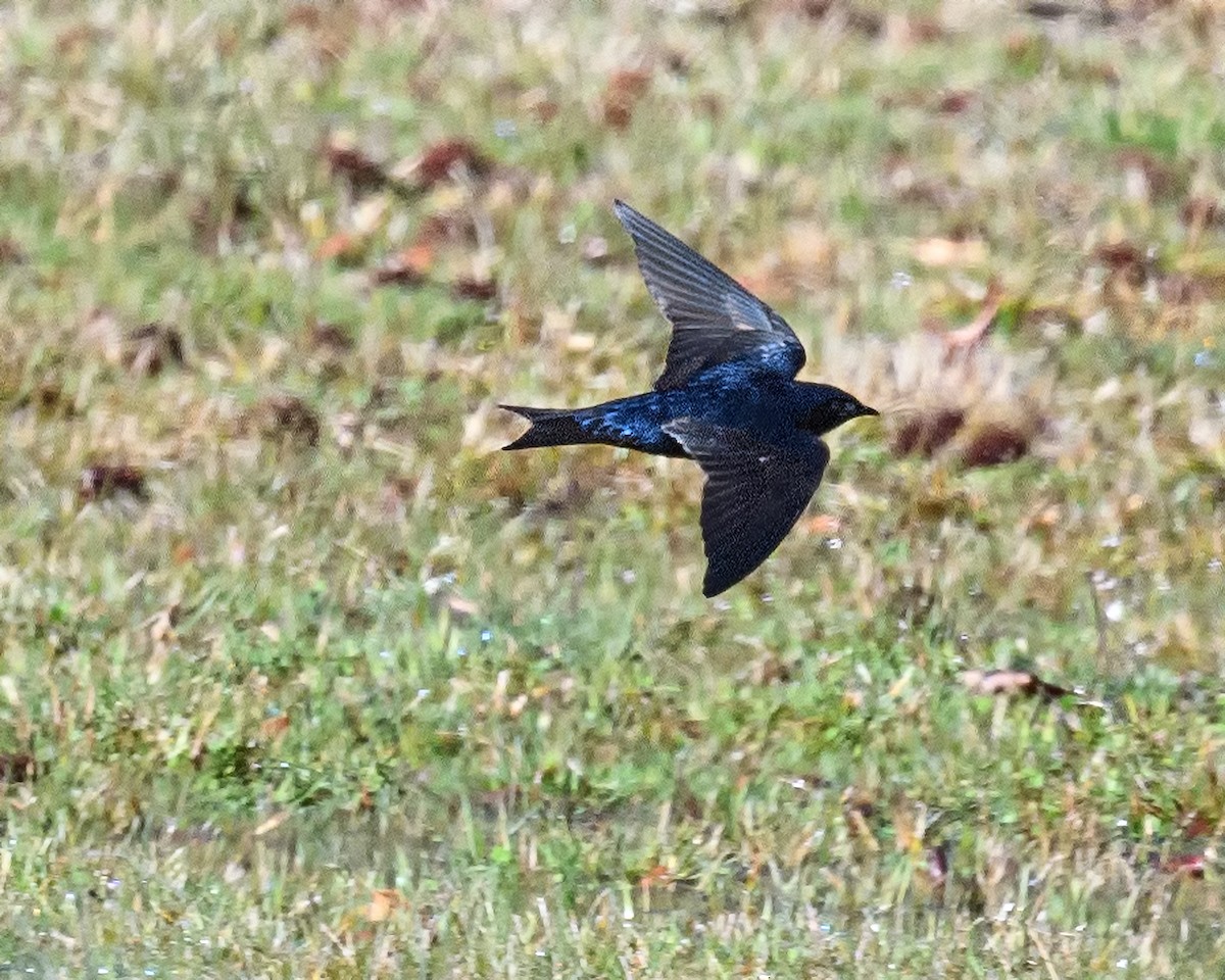 Purple Martin - ML433185961
