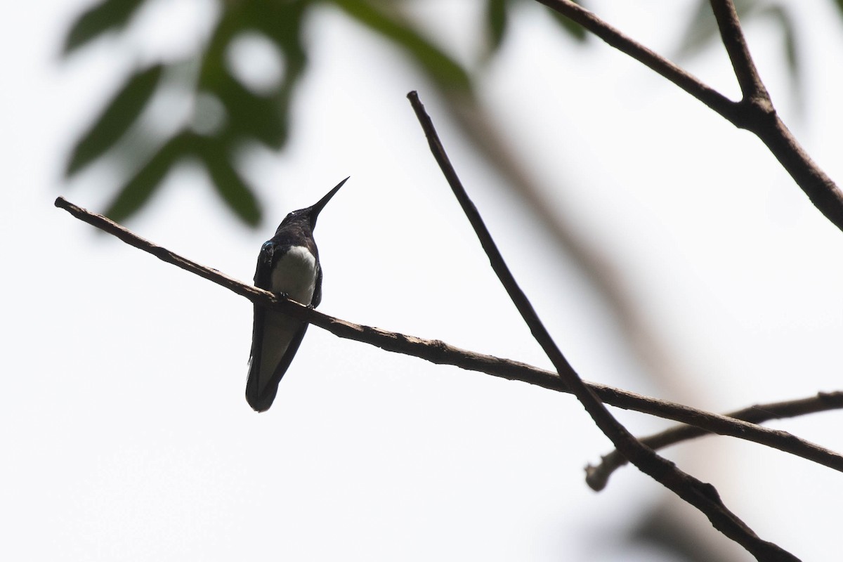 White-necked Jacobin - ML433186301