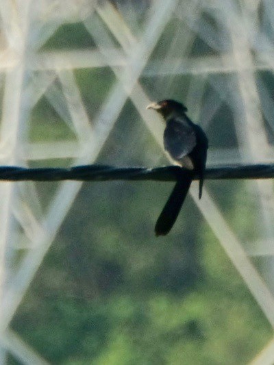 Asian Koel - ML433187111