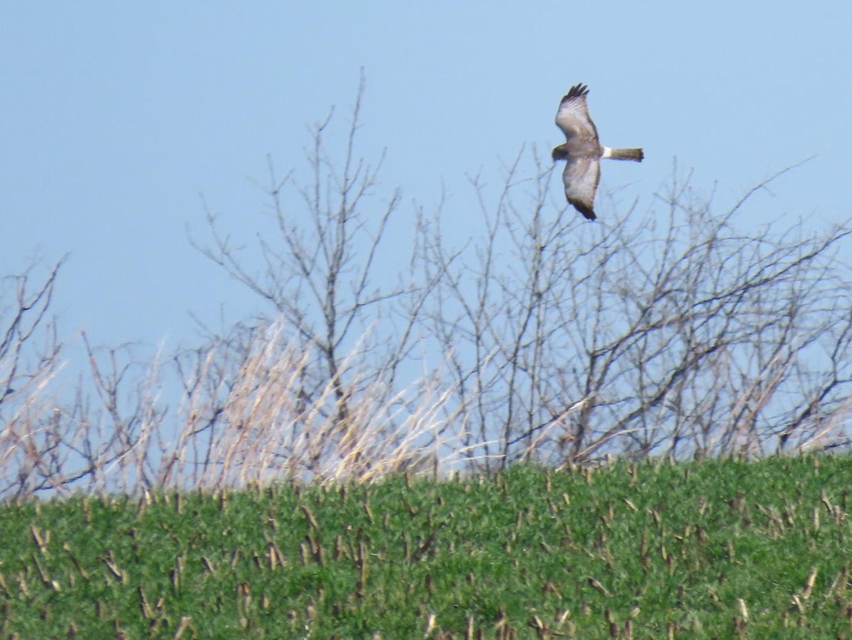 Northern Harrier - David Cooney Jr