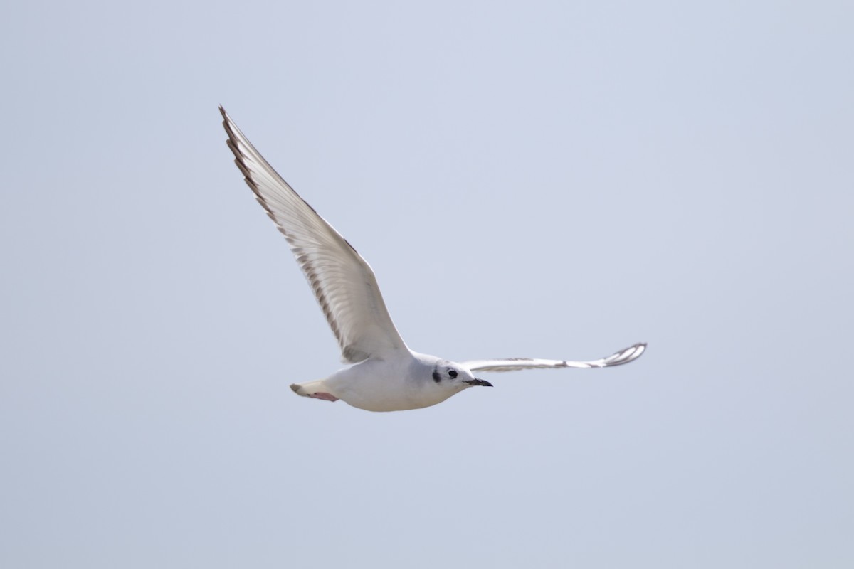 Bonaparte's Gull - ML433187841