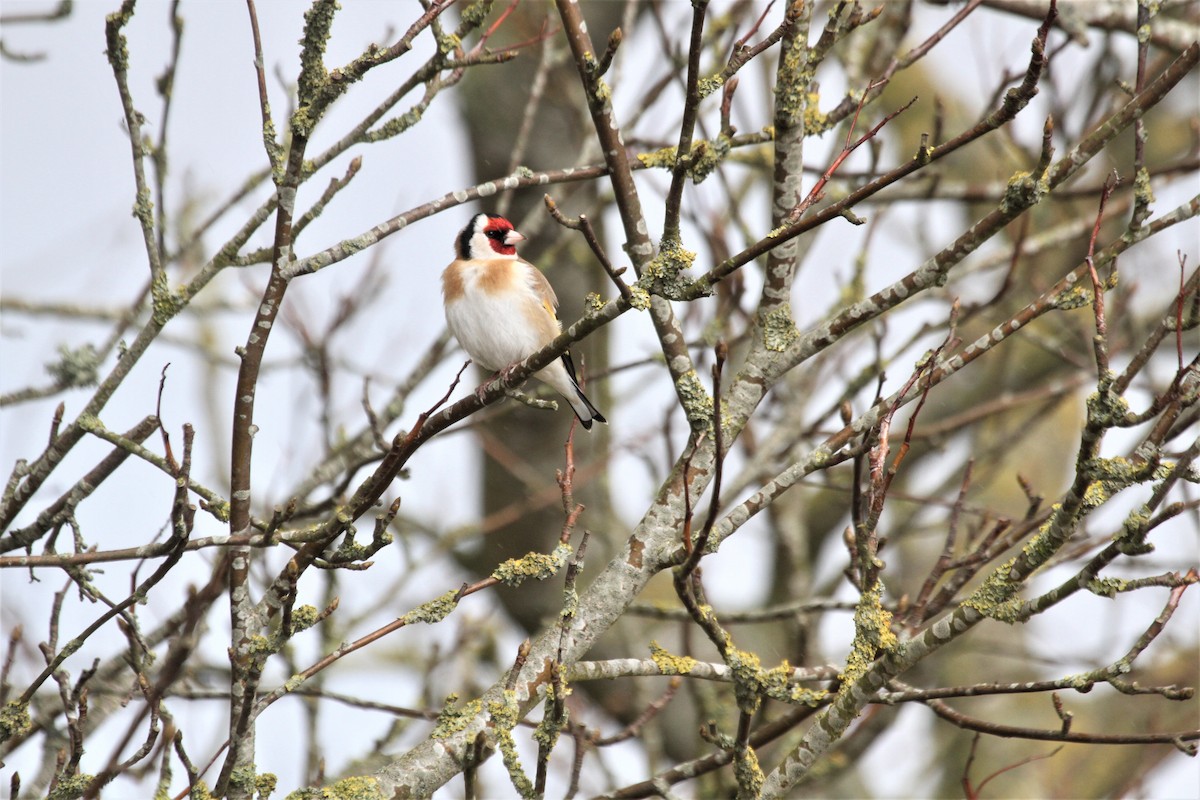 European Goldfinch - ML433188001