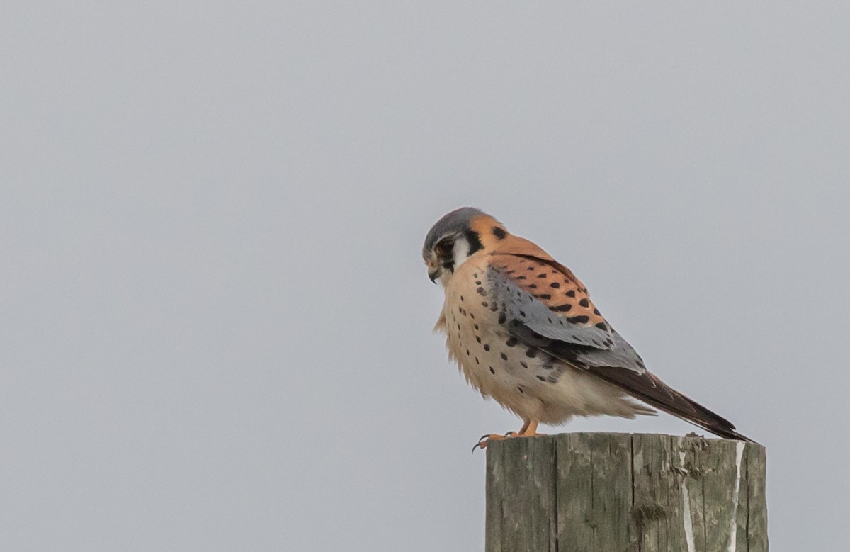 American Kestrel - ML43318871