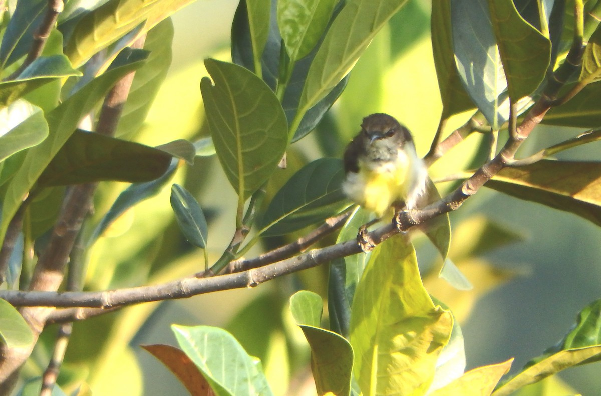 Purple-rumped Sunbird - ML43318891