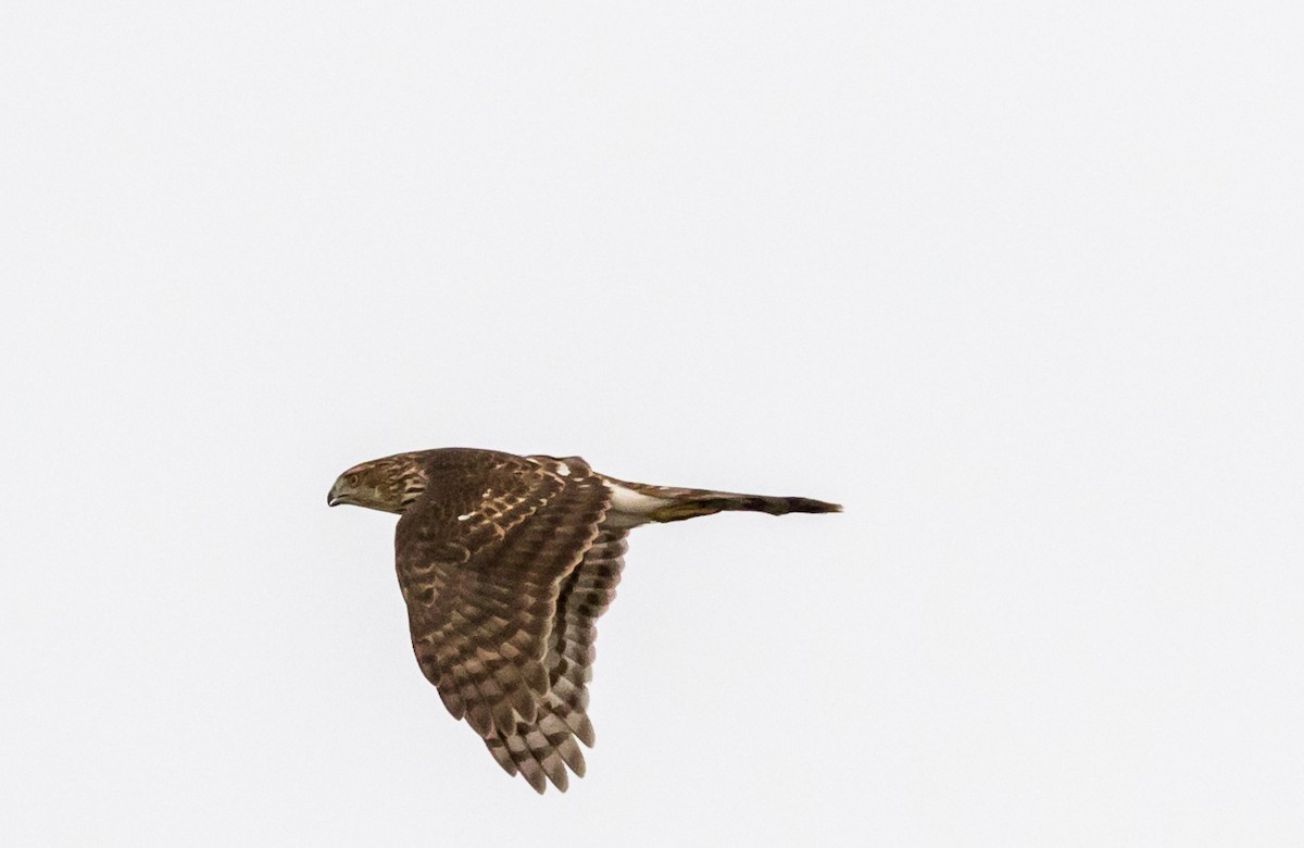 Cooper's Hawk - ML43318991