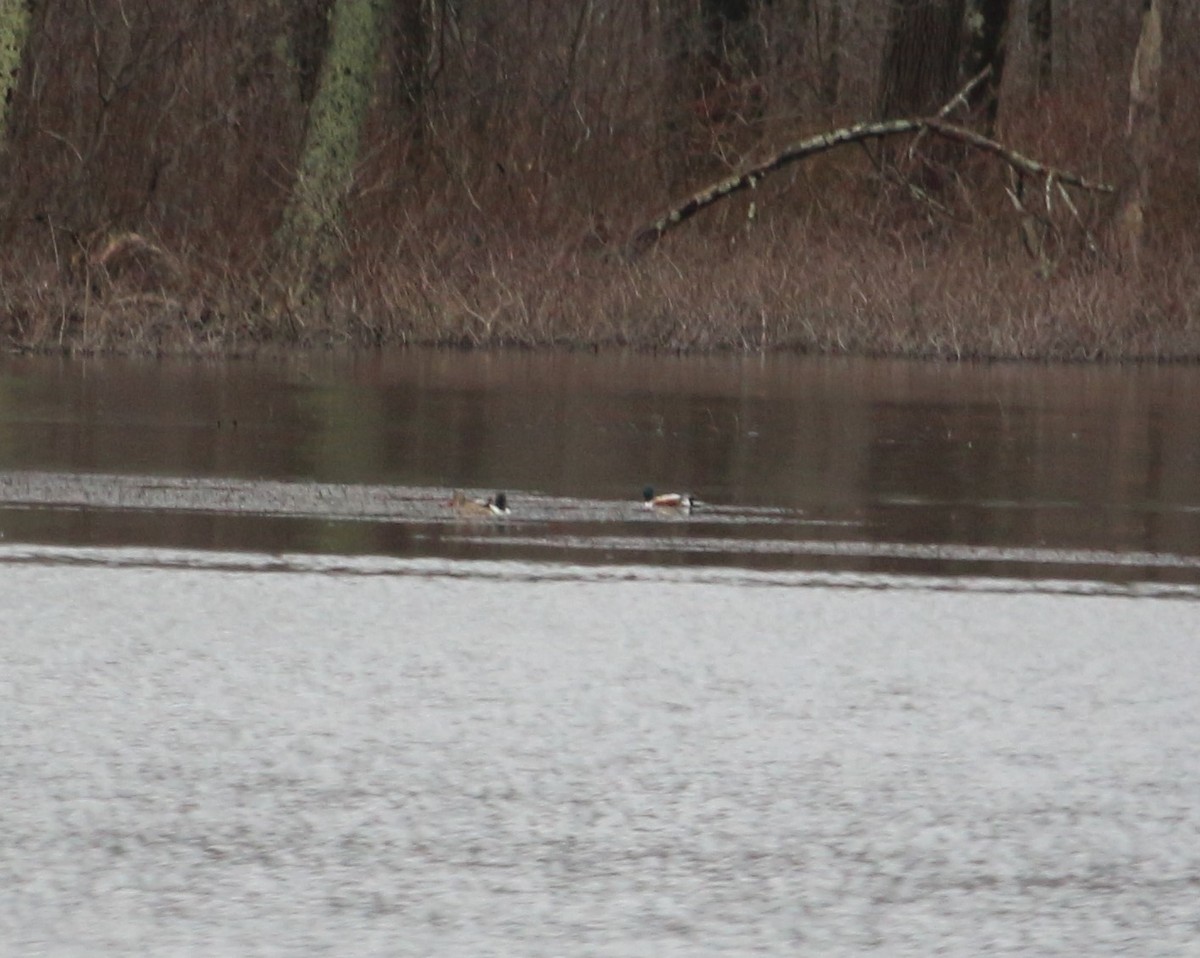 Northern Shoveler - ML433190111