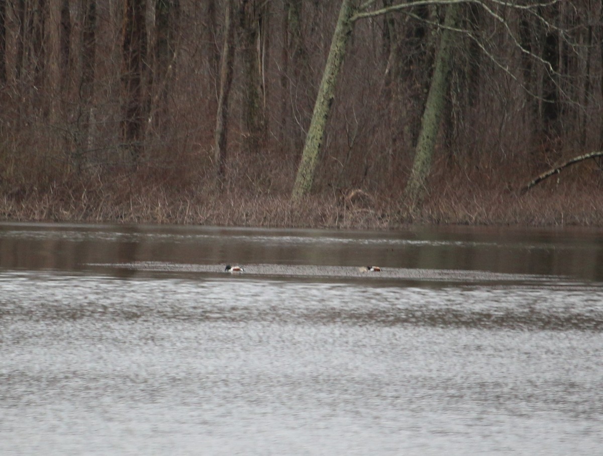 Northern Shoveler - ML433190161