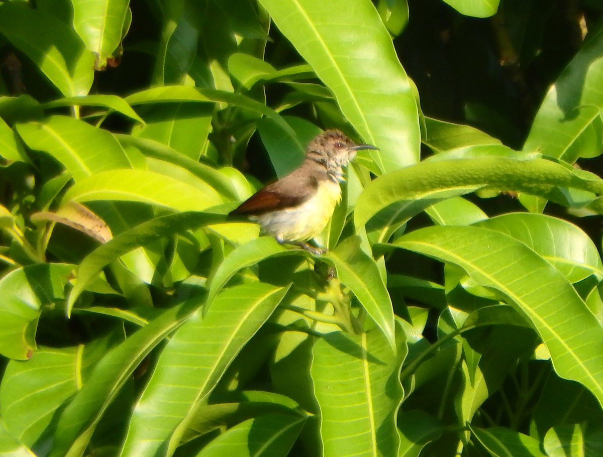 Purple-rumped Sunbird - ML43319061