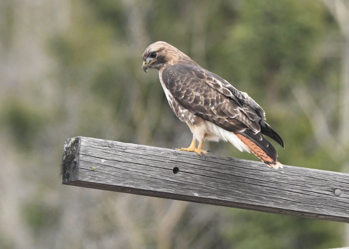 Red-tailed Hawk (calurus/abieticola) - ML433190621