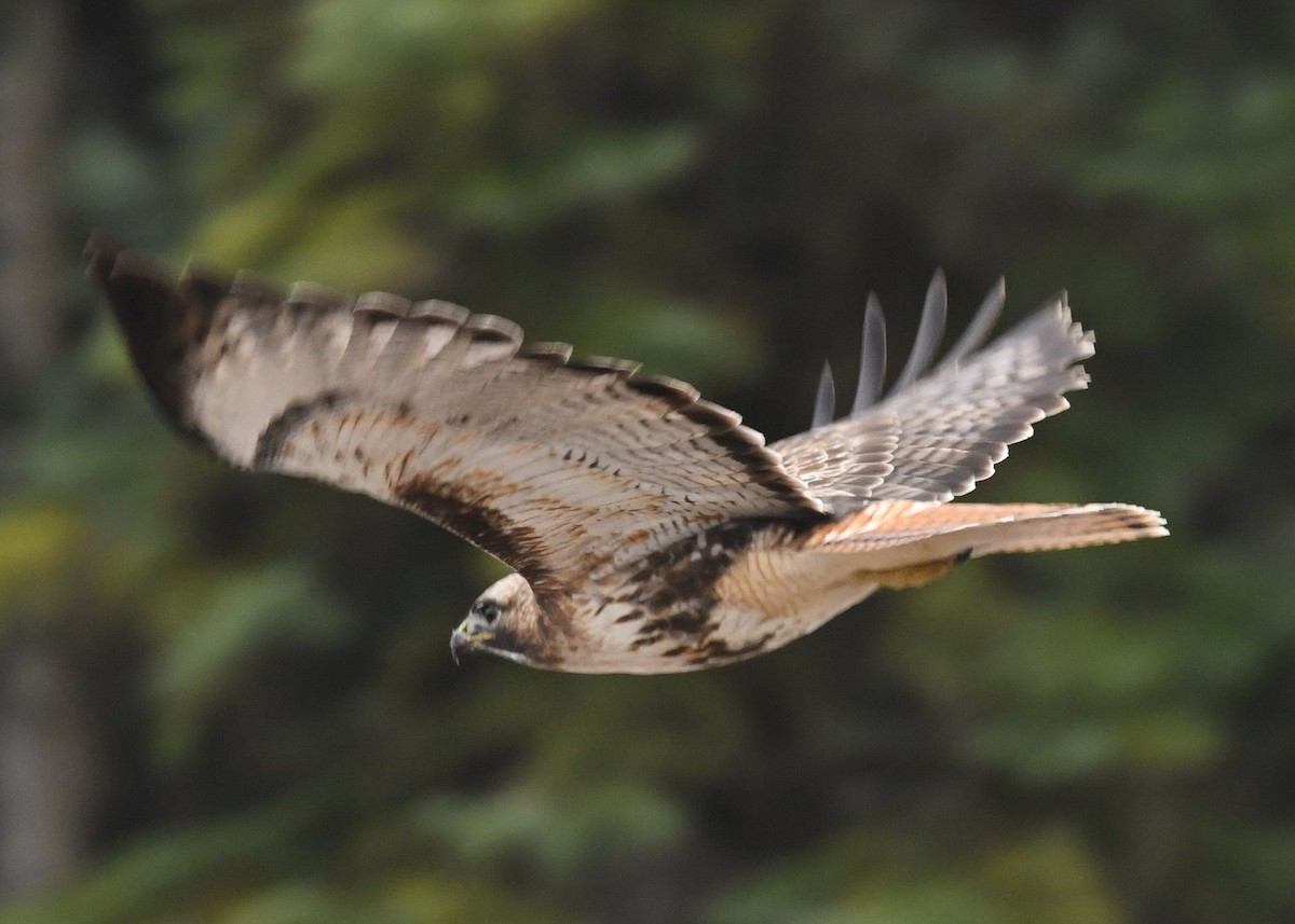 Red-tailed Hawk (calurus/abieticola) - ML433190641
