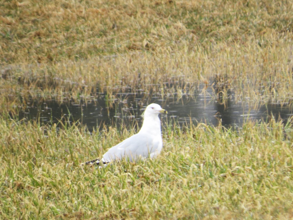 Ring-billed Gull - Rebecca Williams