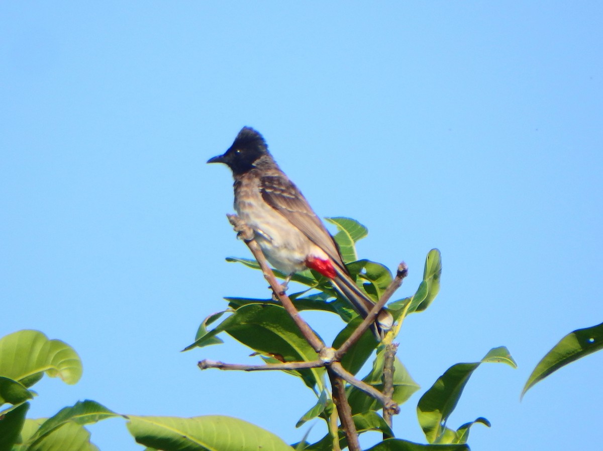 bulbul šupinkový - ML43319081