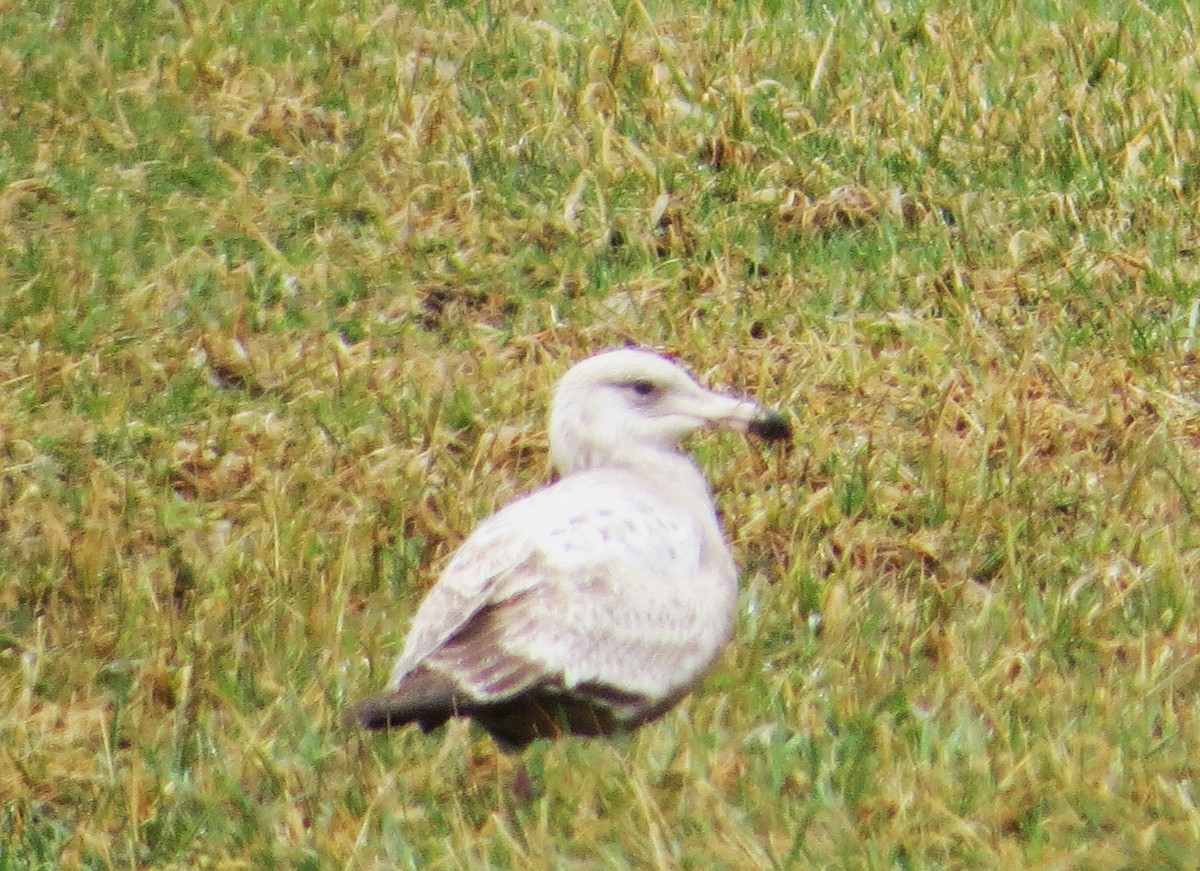 Herring Gull - ML433191811