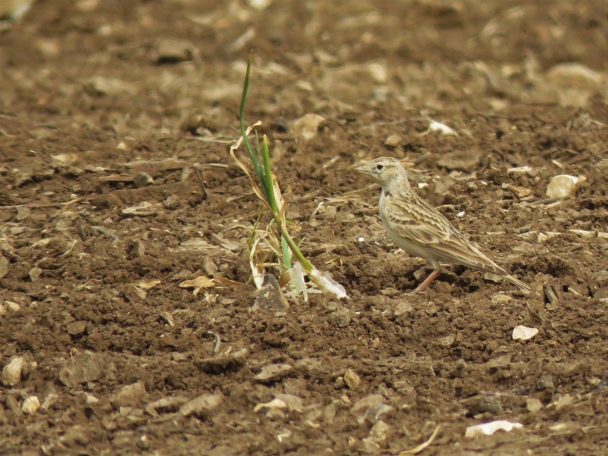 Greater Short-toed Lark - ML433193981