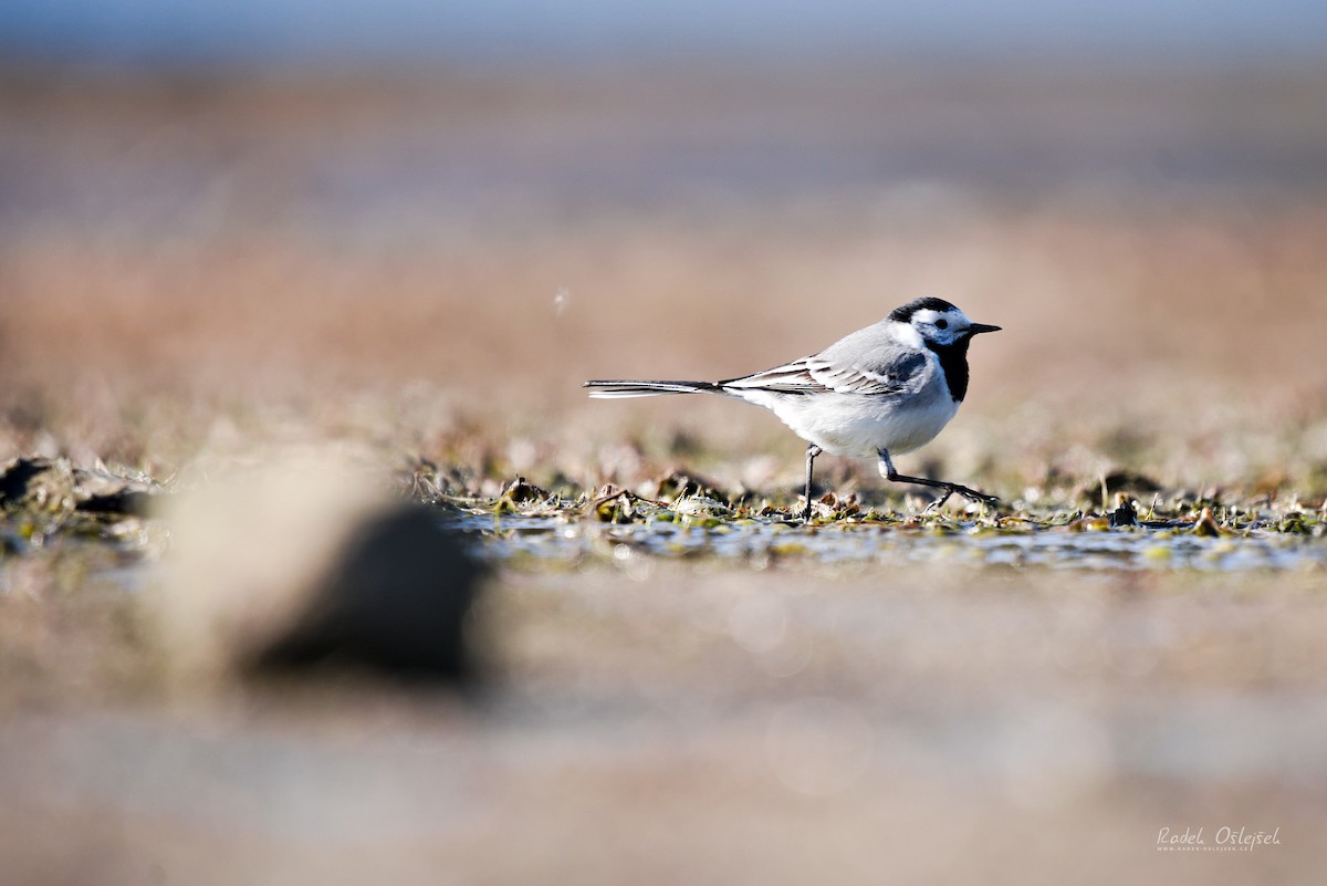 White Wagtail - ML433195001