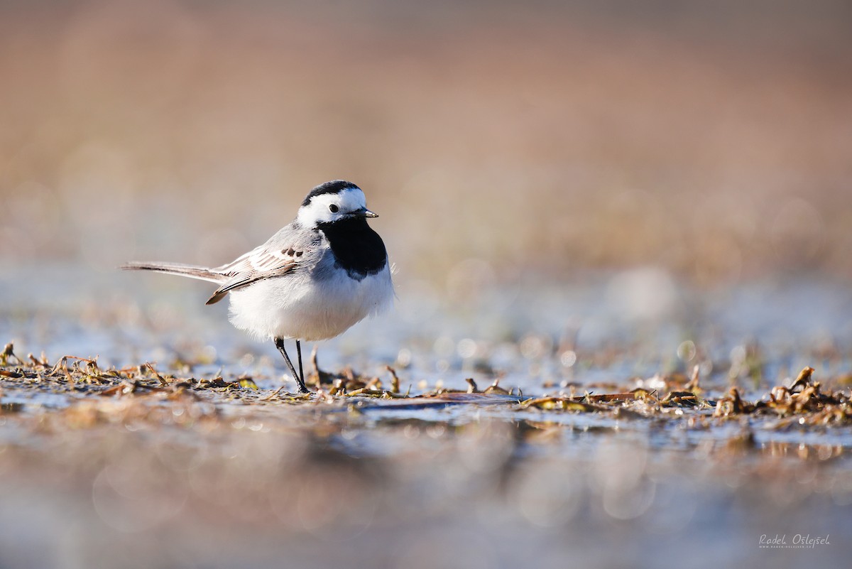 White Wagtail - ML433195051